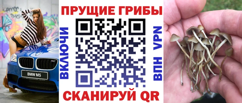 где купить   Кириши  Галлюциногенные грибы Psilocybine cubensis 